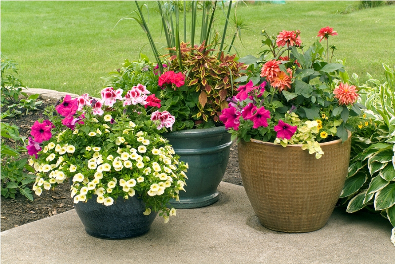 Flower pots with blooming flowers