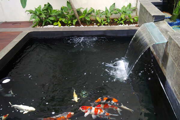Hướng dẫn tự chế tạo hệ lắng lọc 3 thùng hồ Koi lọc cực sạch