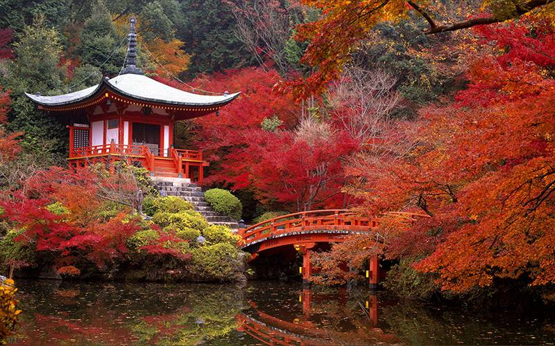 Trồng cây gì cho sân vườn phong cách Nhật Bản?