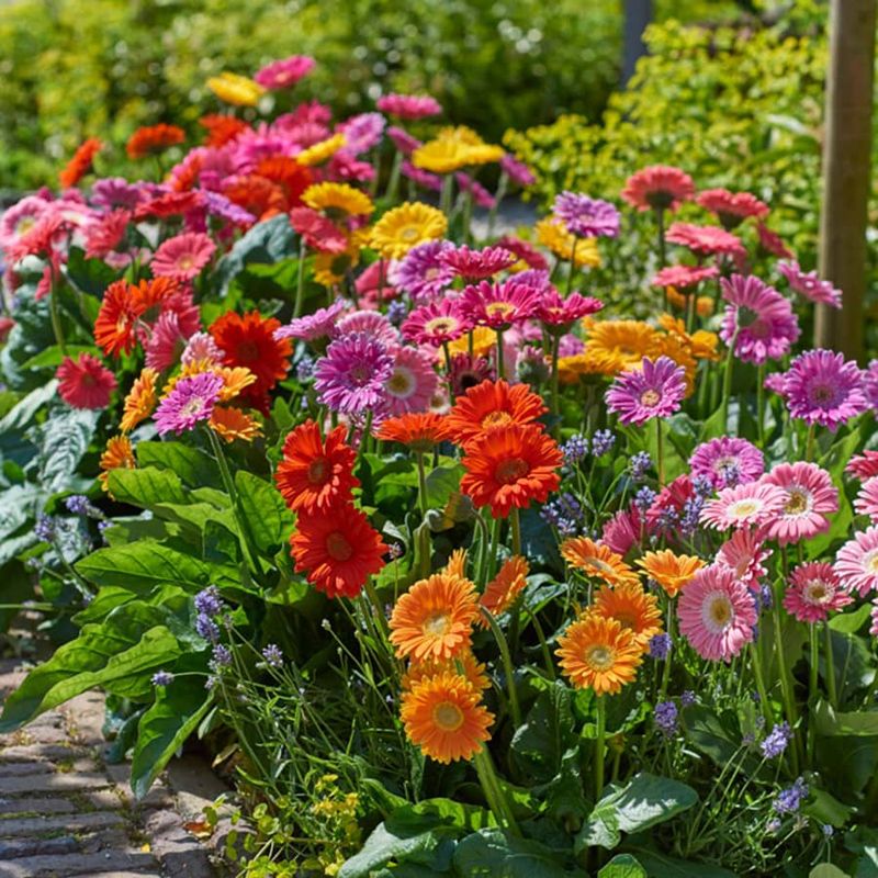 11+ loại hoa trồng dịp tết nở hoa cực đẹp nên trồng trong sân vườn