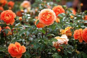 Cách trồng và chăm sóc hoa hồng trong chậu tại nhà