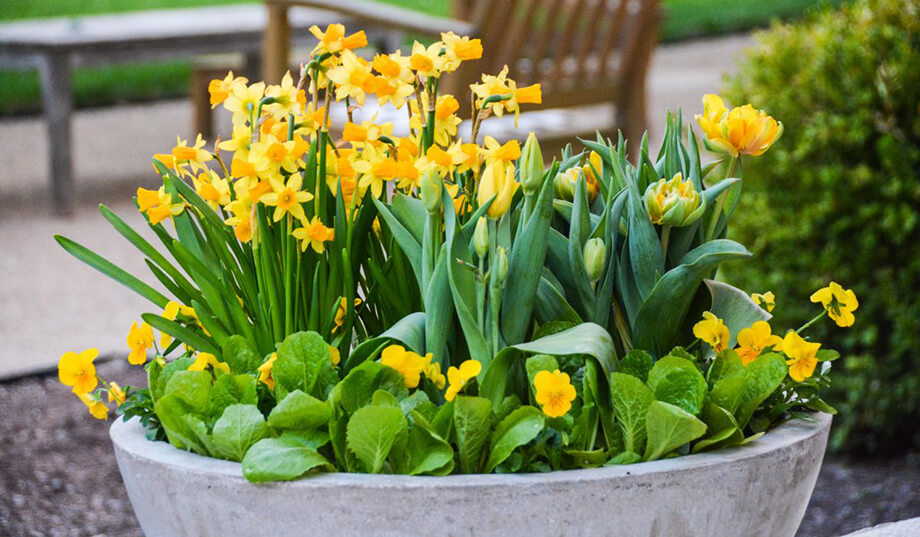 Lịch trồng các loại hoa kịp nở cho sân vườn của bạn rực rỡ ngày tết