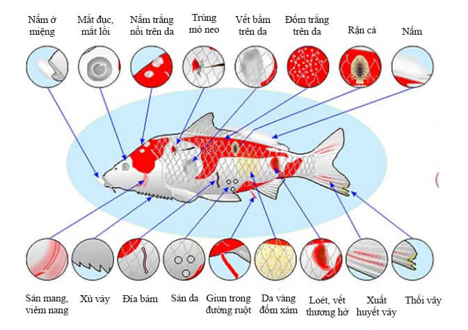 Nhận biết và cách trị các bệnh thường gặp cho cá KOI