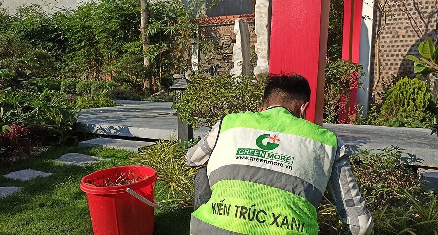 Greenmore chăm sóc bảo dưỡng sân vườn sau 2 tháng bàn giao tại Bắc Ninh