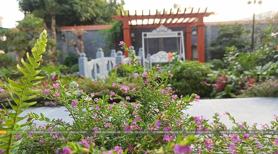 Greenmore chăm sóc bảo dưỡng sân vườn sau 2 tháng bàn giao tại Bắc Ninh