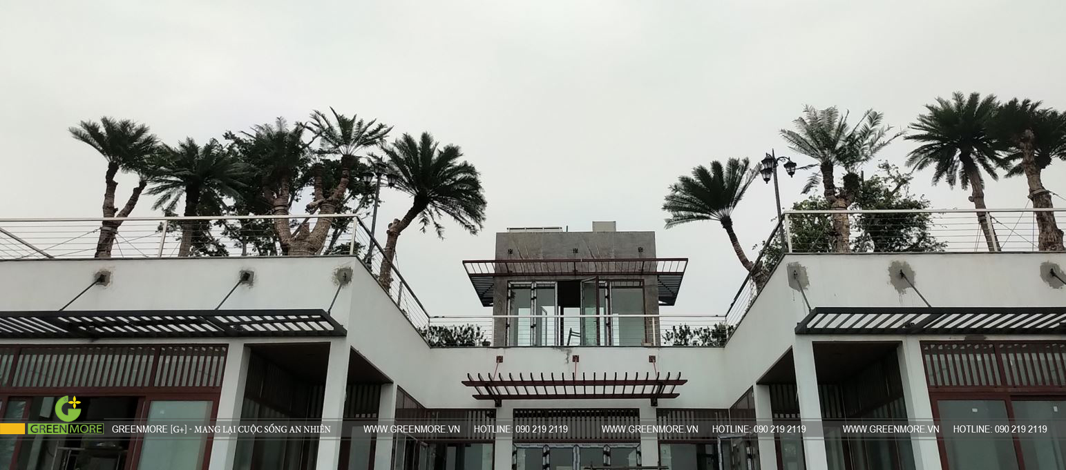 Greenmore thiết kế thi công vườn trên mái