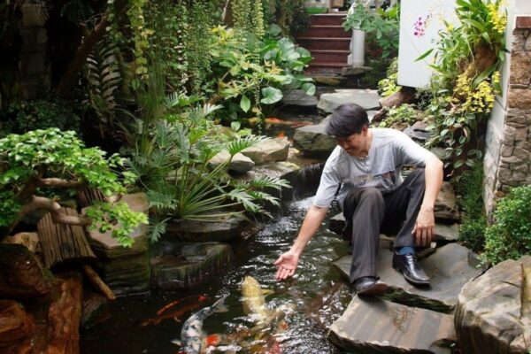 Sân Vườn Hồ KOI: Tĩnh Lặng Kiến Tạo Vượng Khí