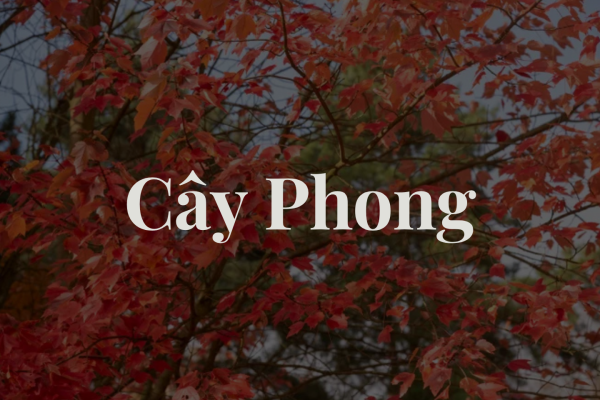 Các Loài Cây Phong Tuyệt Đẹp Cho Sân Vườn