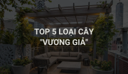 TOP 5 LOẠI CÂY “VƯƠNG GIẢ” NÂNG TẦM BIỆT THỰ