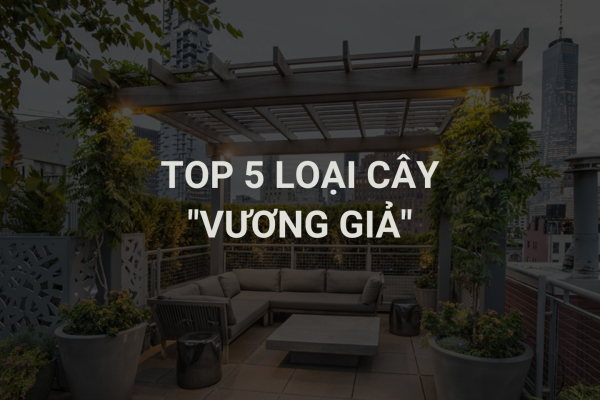TOP 5 LOẠI CÂY “VƯƠNG GIẢ” NÂNG TẦM BIỆT THỰ