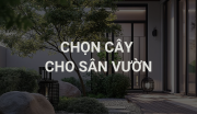 Chọn Cây Cho Sân Vườn Hiện Đại